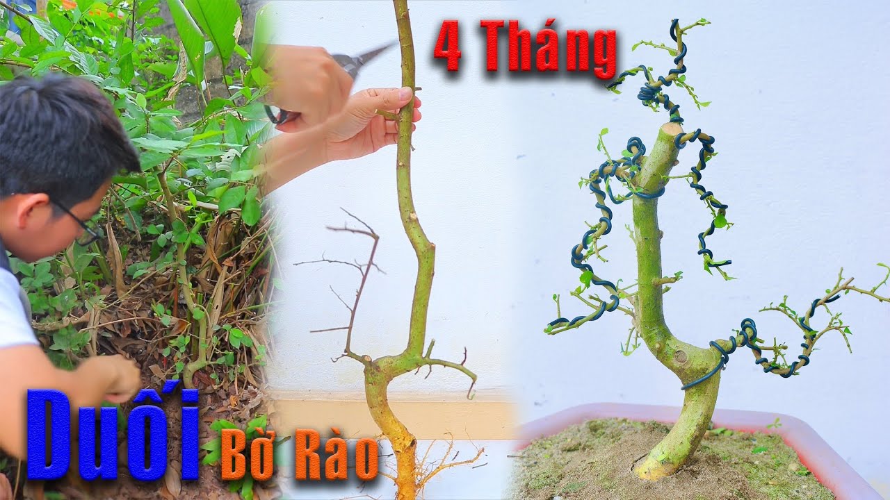 Biến Cây Duối bờ rào thành Cây Bonsai mini đẹp mê ly