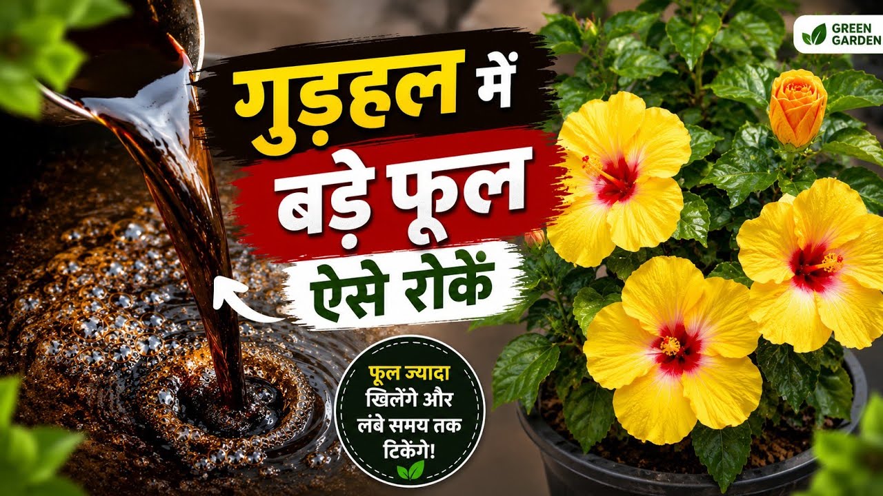 गुड़हल में Bud गिर रहे? ये Care फॉलो करें