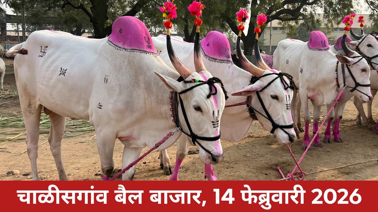 🛑Live चाळीसगांव बैल बाजार 😍 14 फेब्रुवारी 2026 | एकदम स्वस्तात बैलजोड्या 😱 Chalisgaon bail bazar 😂