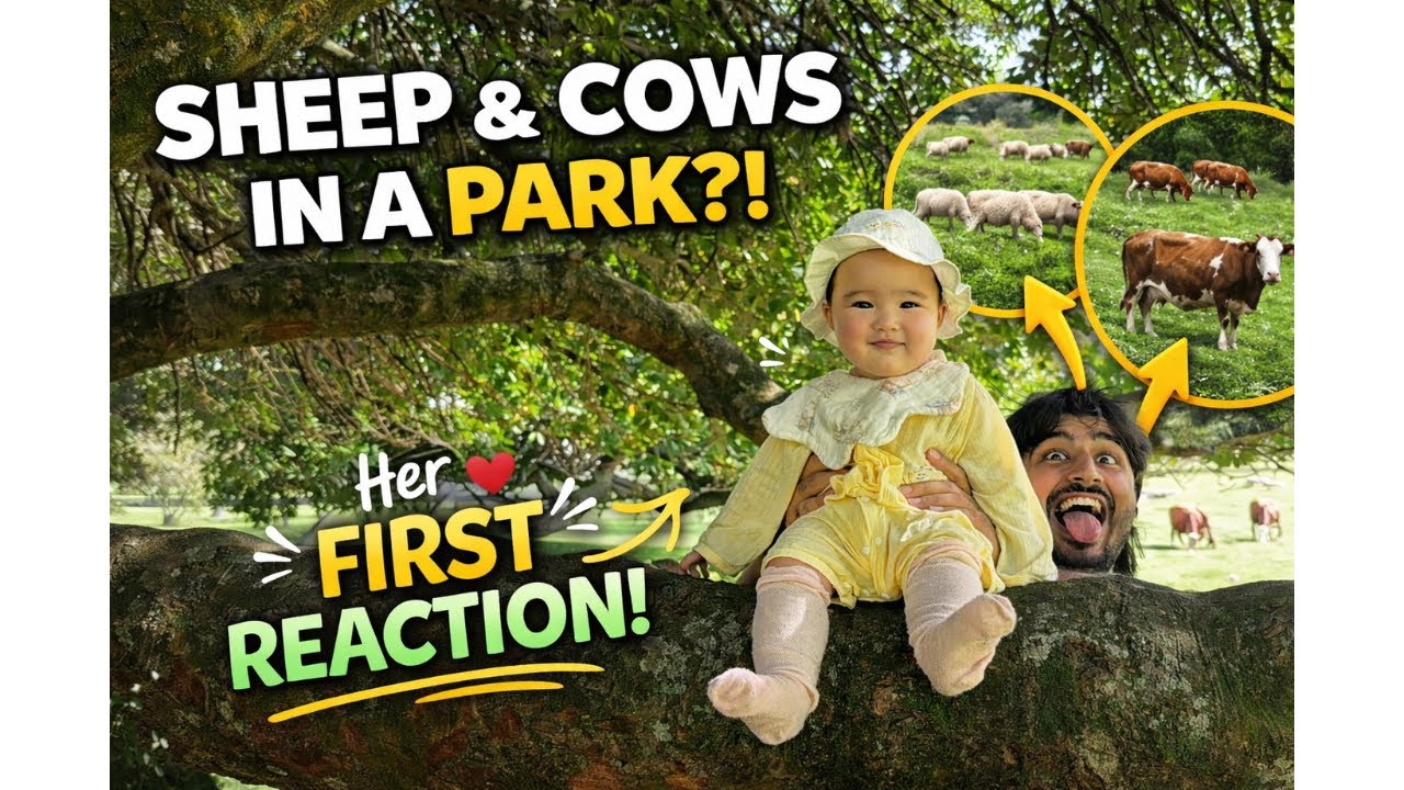 Baby Girl’s Cute Reaction to Sheep & Cows in New Zealand Park | Indian Chinese Family Vlog NZ🇳🇿