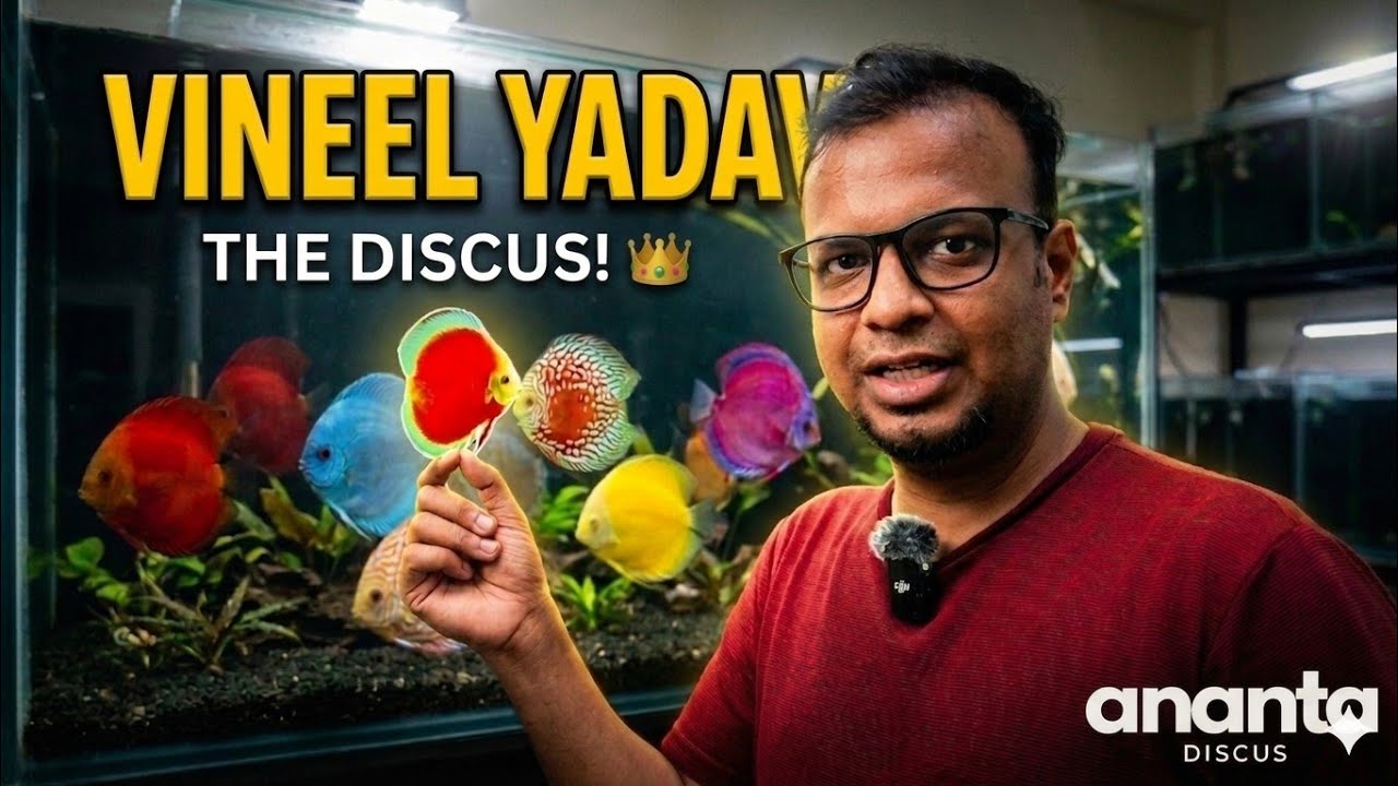 BEST QUALITY DISCUS FISH AVAILABLE | VINEEL YADAV DISCUS | ANANTA DISCUS | DISCUS FISH FOR SALE