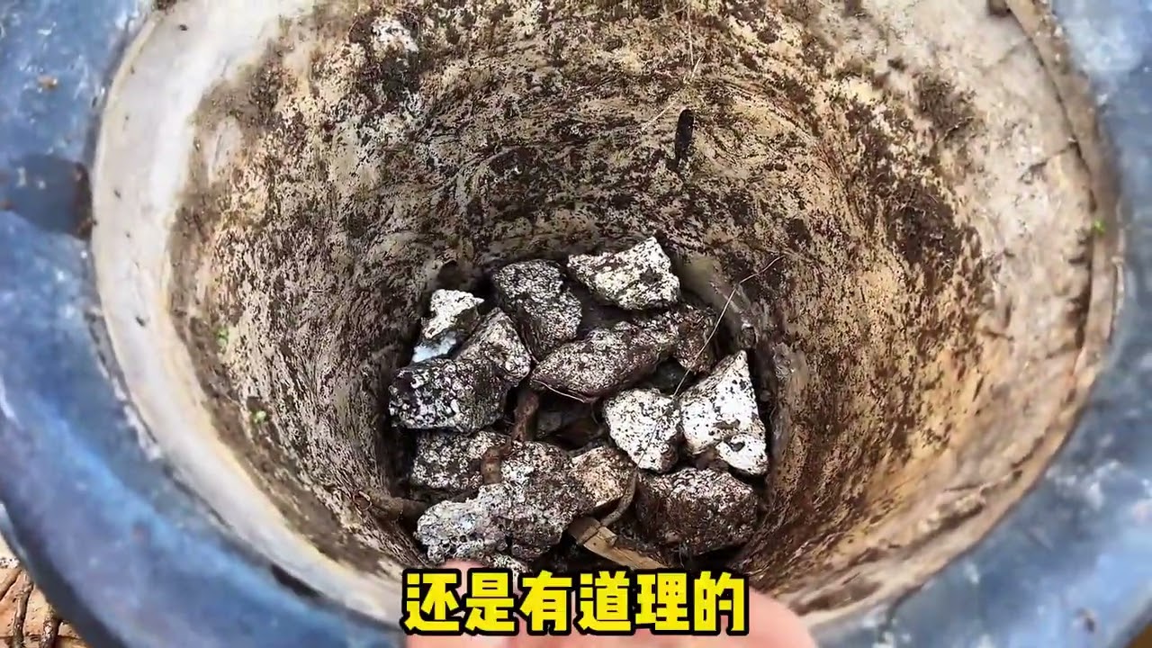 老豆不仅会做菜，种兰花也有一手#平平淡淡小日子 #美丽庭院 #兰花换盆 #退休生活