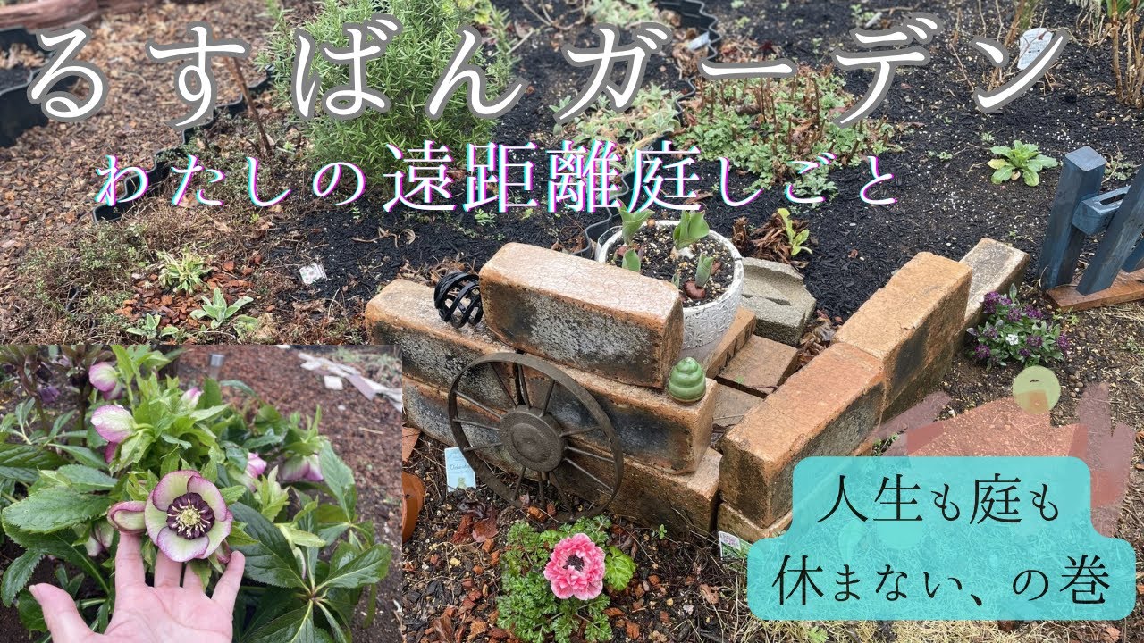 両親が去った庭へも、やっぱり春が来ます/遠距離庭しごと/実家の庭/クリスマスローズ/小径づくり