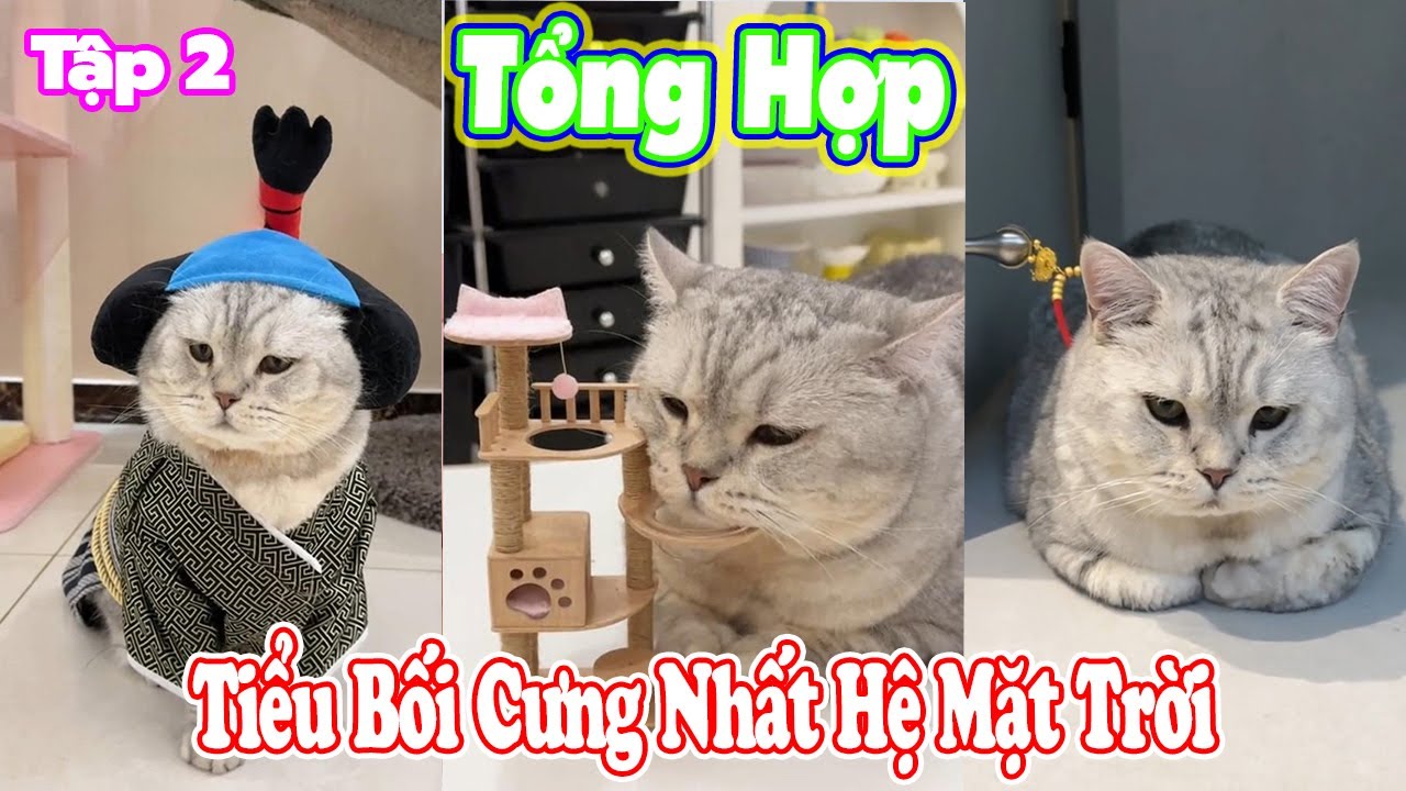 Tổng Hợp 😹Tiểu Bối Cưng Nhất Hệ Mặt Trời Tập 2️⃣ #thúcưng #vậtnuôi #chómèohàihước #funny #meohera