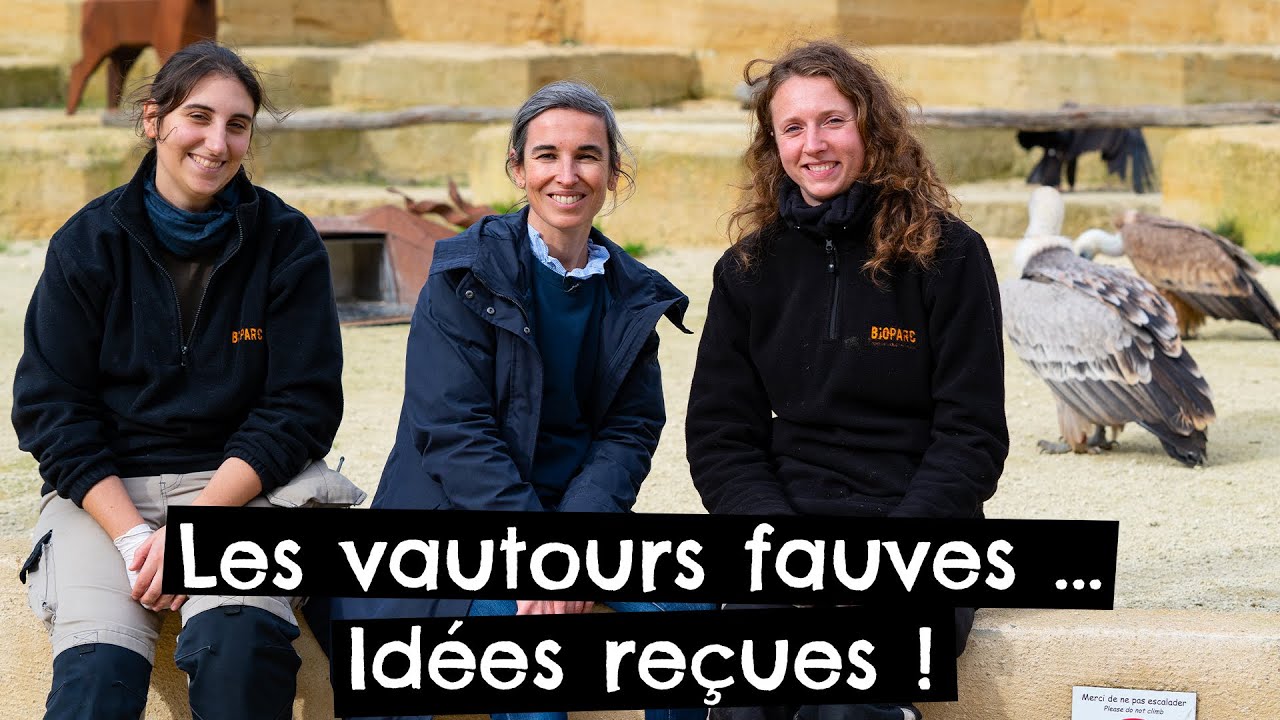 Les vautours fauves. Idées reçues !