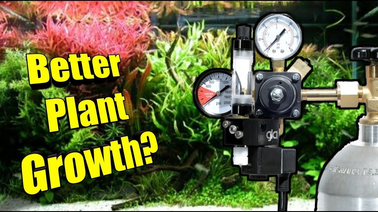 Do You Need Pressurized CO2 for a SUCCESSFUL Planted Aquarium?