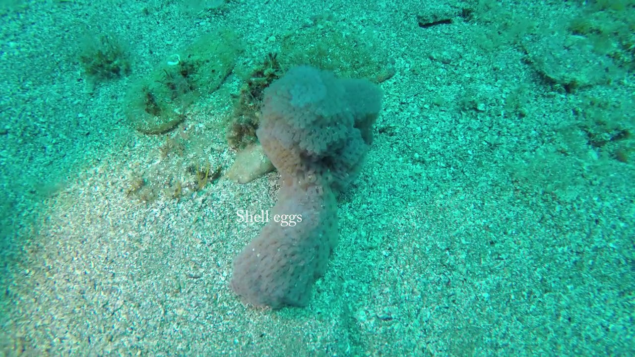 Great dive in Crete - Irakleio