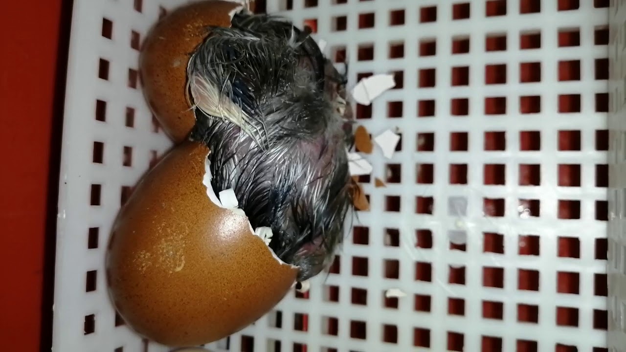 Schiusa di un uovo di gallina marans! Nascono i pulcini!!