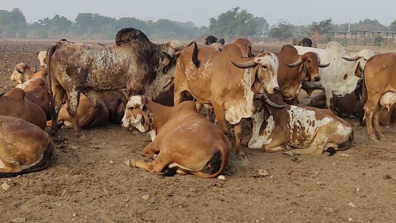 Sagvadi GAUSHALA Bhavnager| 26/12/2021| ARYAMAN GIR GAUSHALA