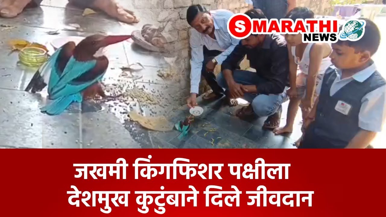 जखमी किंगफिशर पक्षीला देशमुख कुटुंबाने दिले जीवदान | S Marathi News | #kingfisher #birds #nandgaon