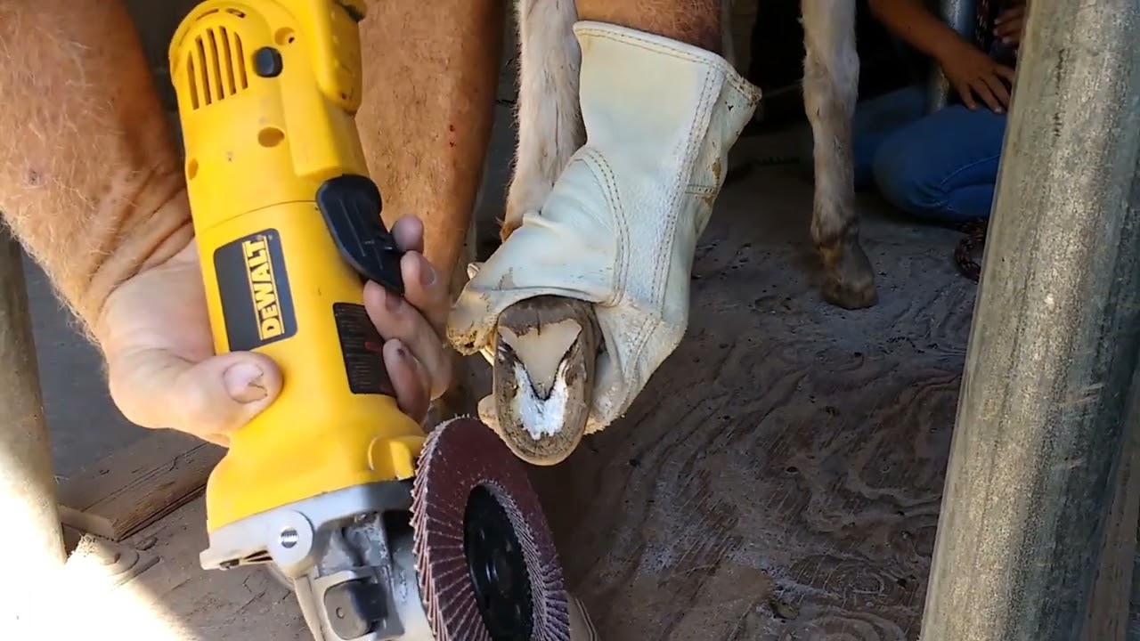 Trimming miniature donkey hooves' with a grinder