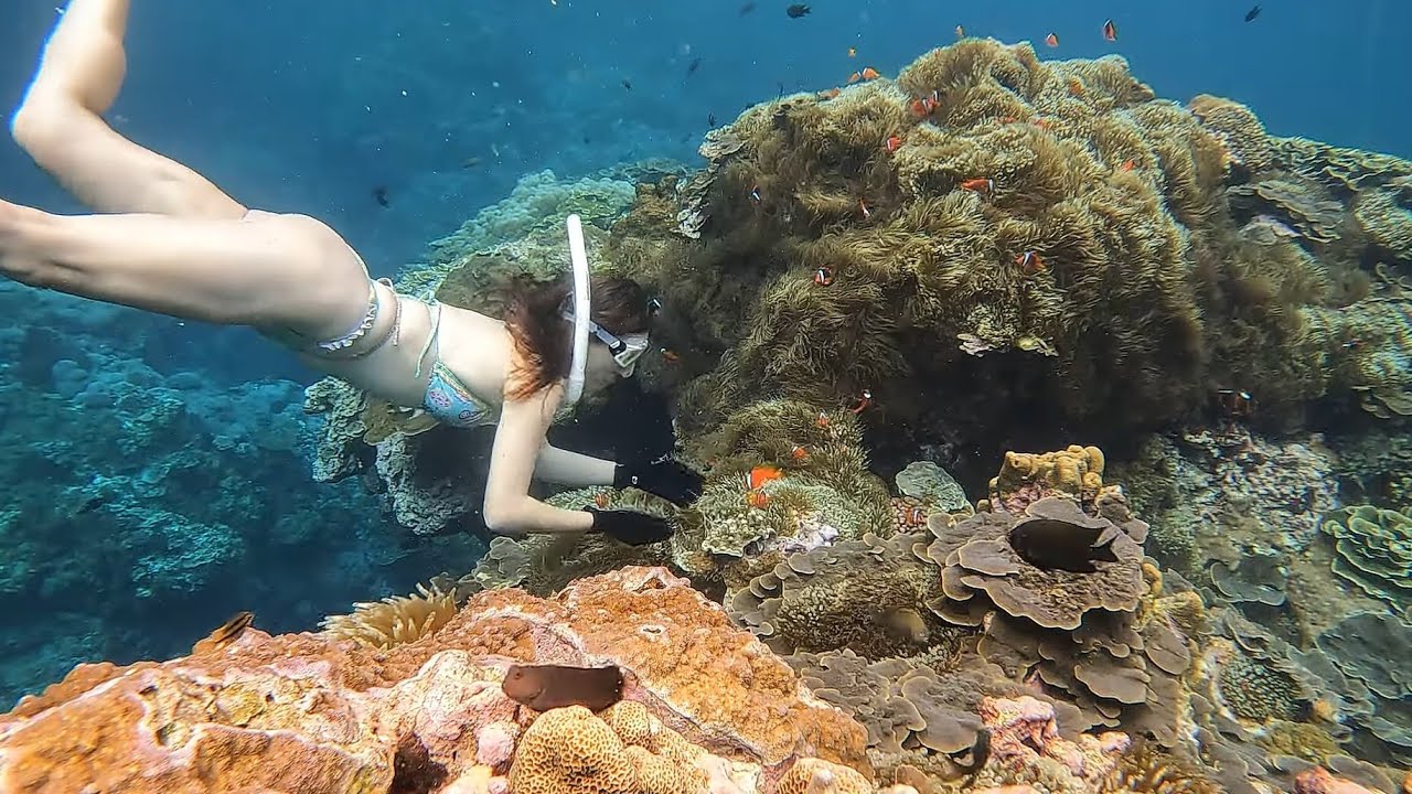 Clown fish 4K quality gopro10 / 4K 小丑魚島