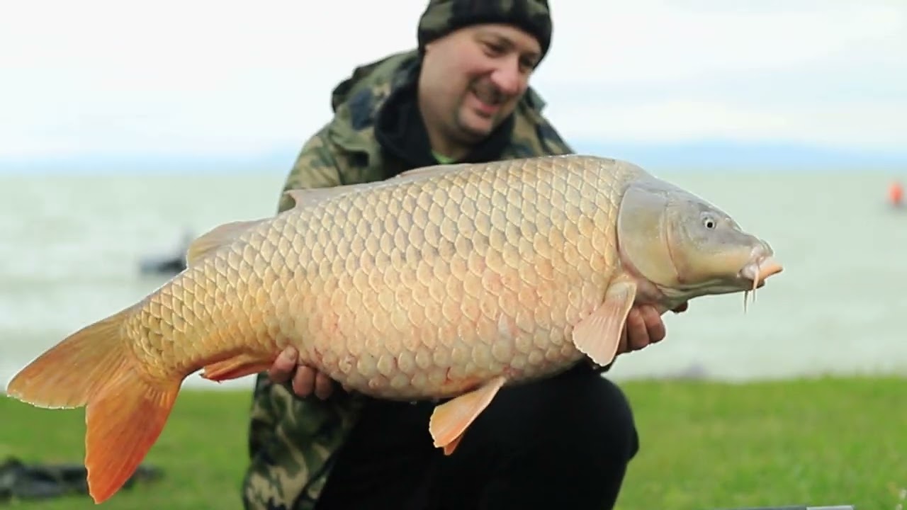 IBCC 2024 - Rybarske.sk/Starbaits