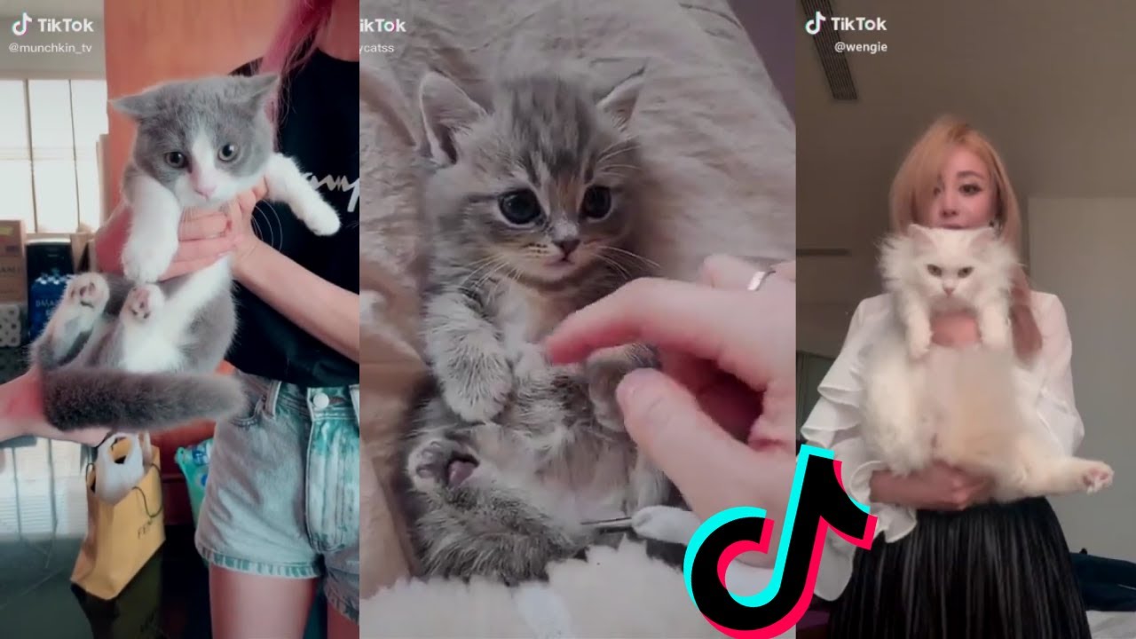 cat doing cat things tik toks compilation