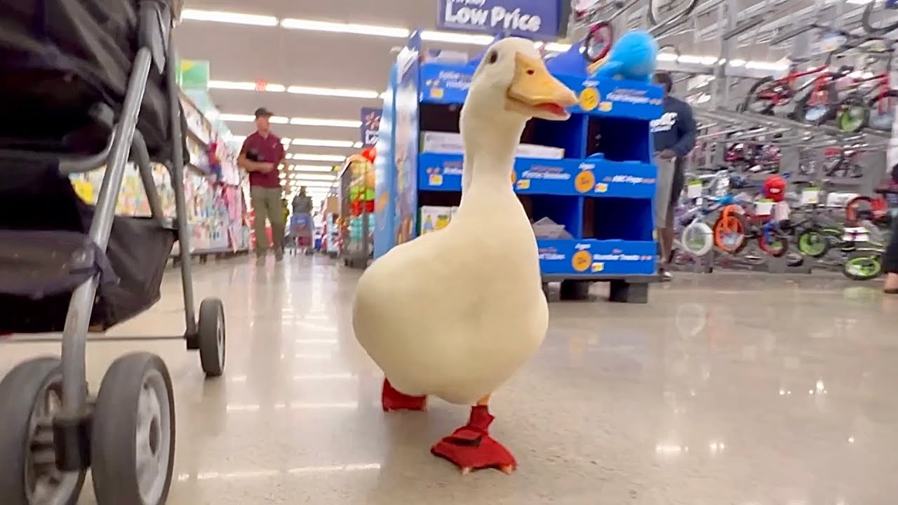 POV: i take my duck to Walmart