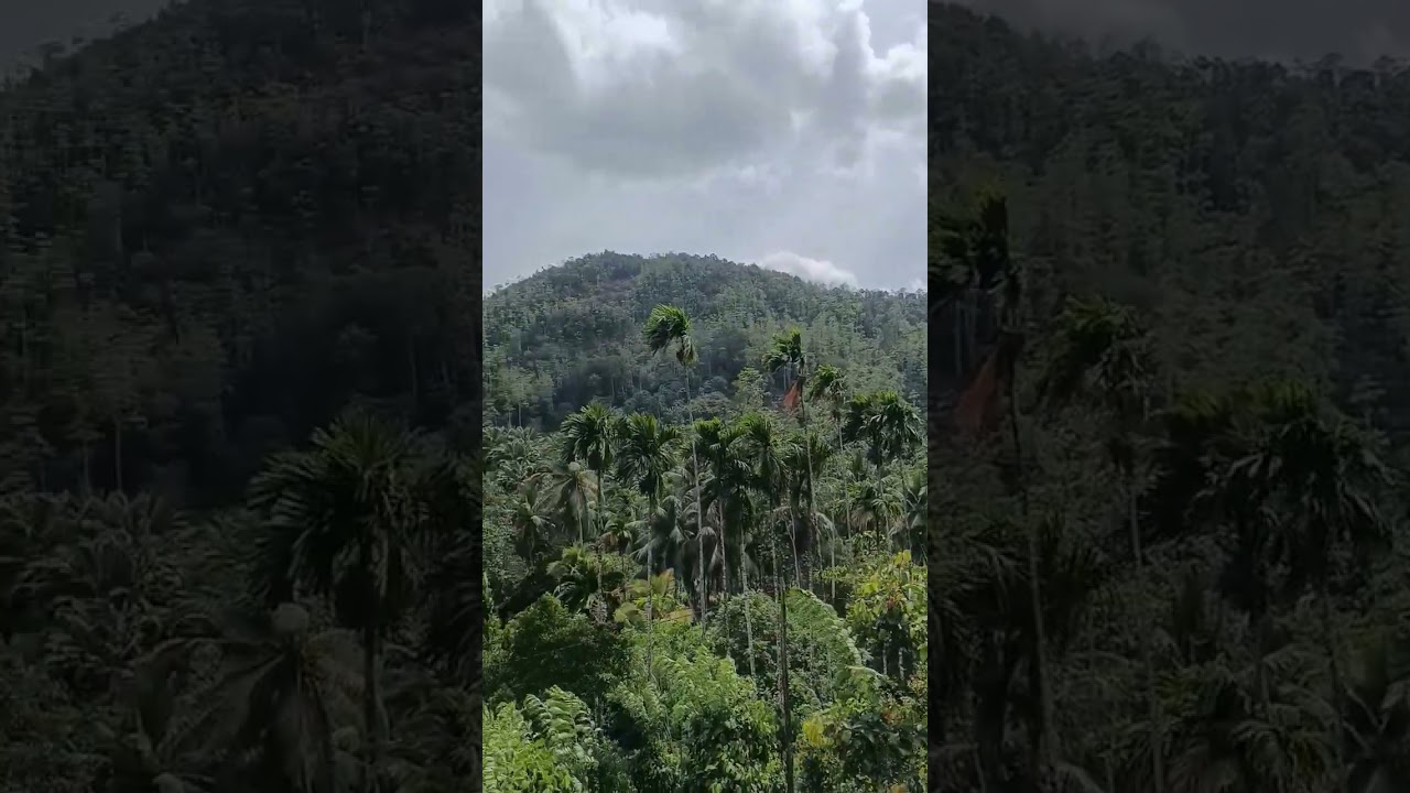 Estate life with Sri Lanka tea