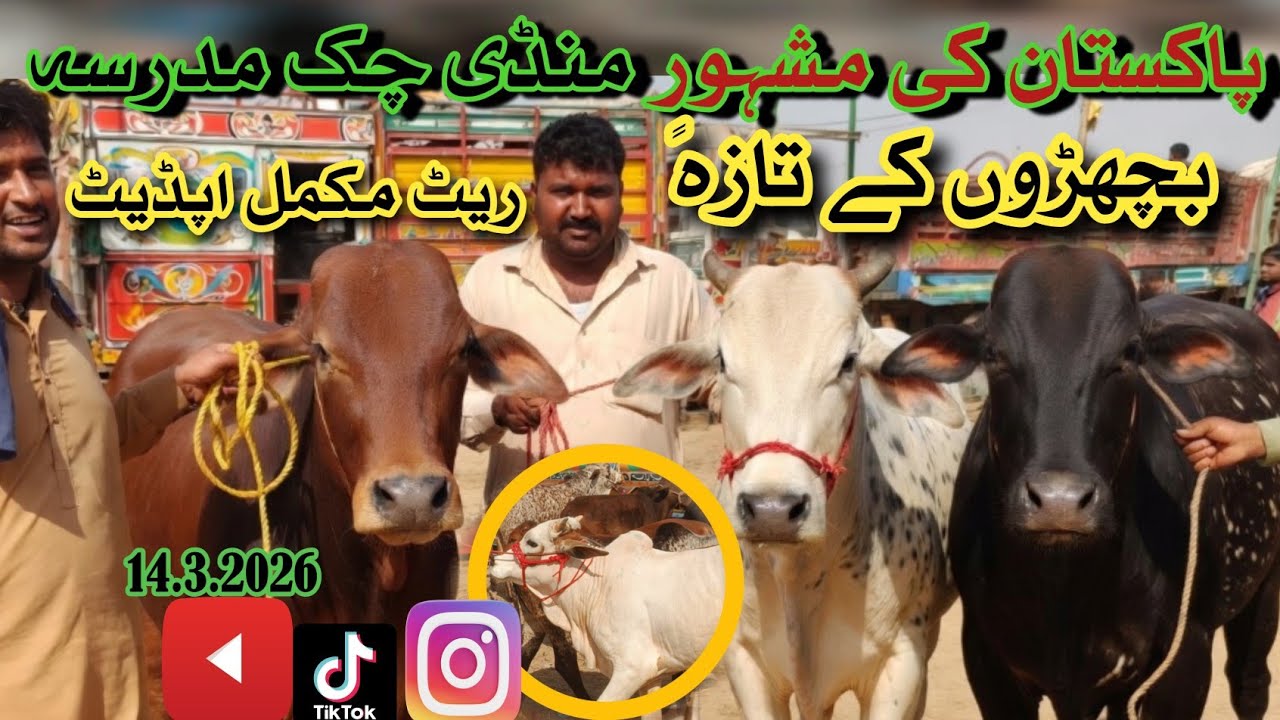 Chak Madrasa Mandi Bahawalnagar  Bachray Price Update 2026 | Pakistan Qurbani Mandi Rate Qavi Baba 