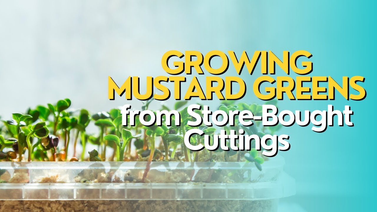 Growing Mustard Greens from Store-Bought Cuttings