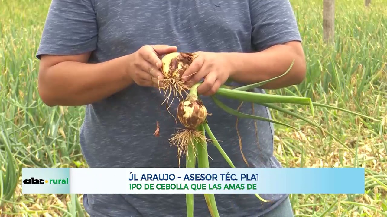 Una variedad de cebolla que productores y amas de casa buscan