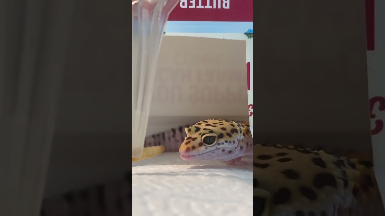 Tiny gecko eats a fat worm!