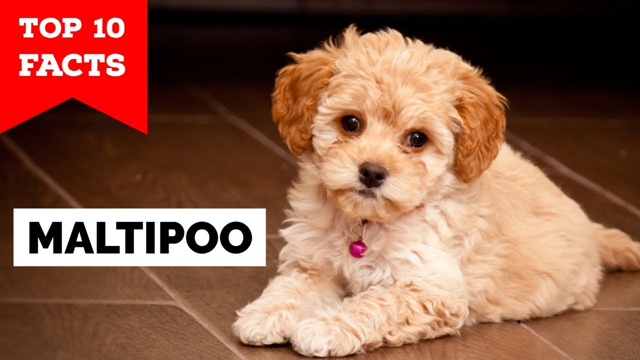 Maltipoo - Top 10 Facts