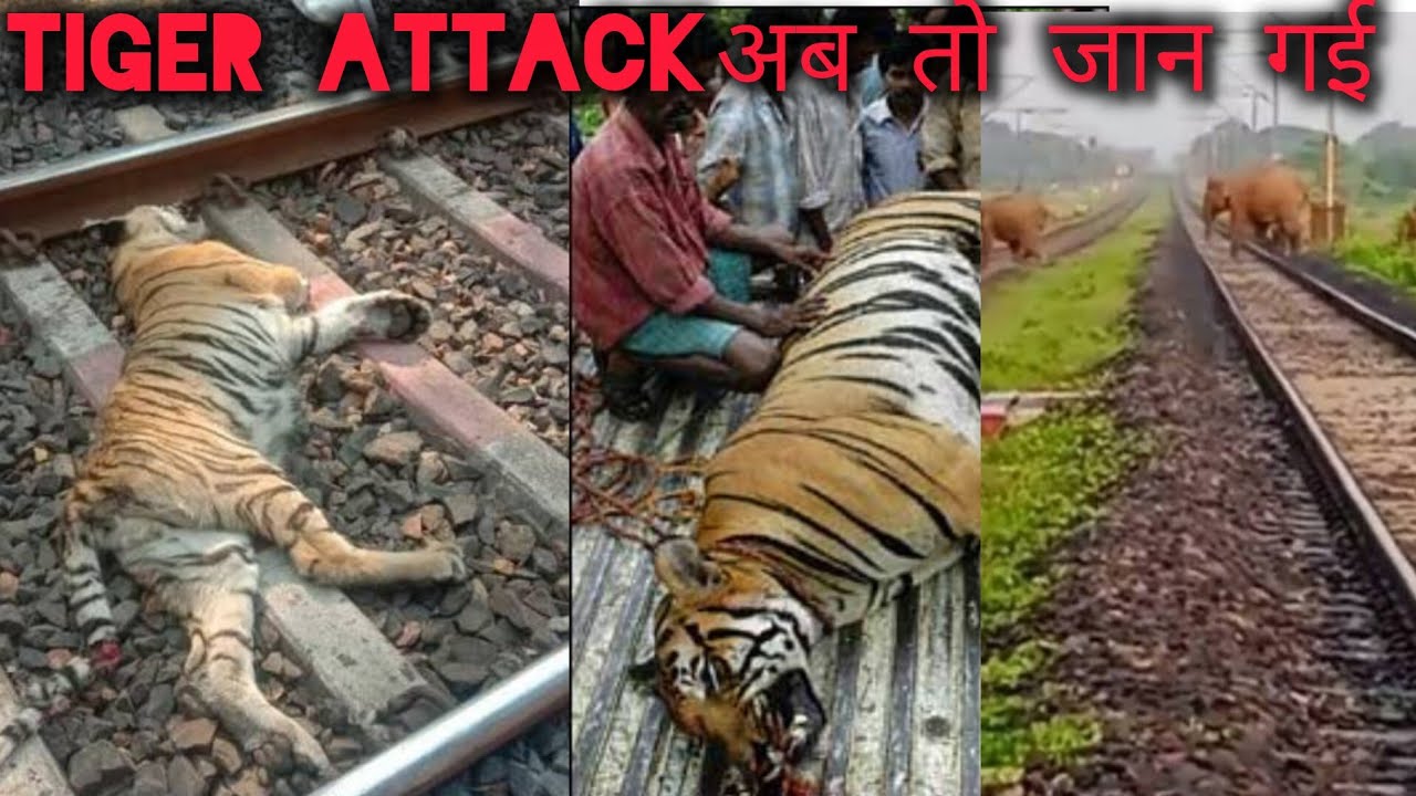Tiger attack 🦁 यह जंगल में भूल कर मत जाना 🐯