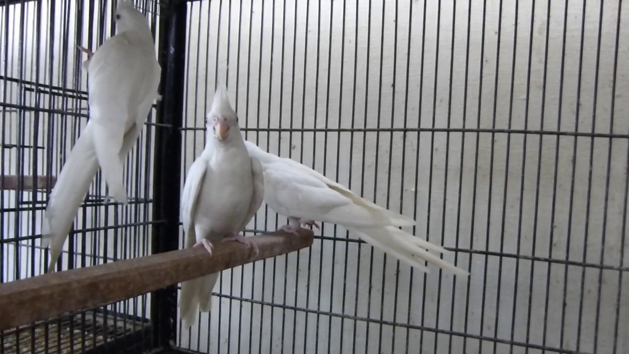 Cockatiels Ki Basic information | Eno Red Eyes Cockatiel Breeding