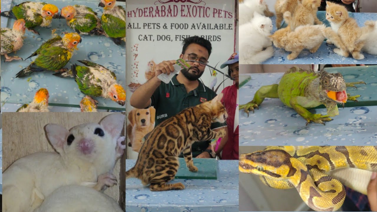 hyderabad exotic pets shop in Hyderabad saidabad | python 🐍 | reptiles | Bangal 😺 | exotic bird's