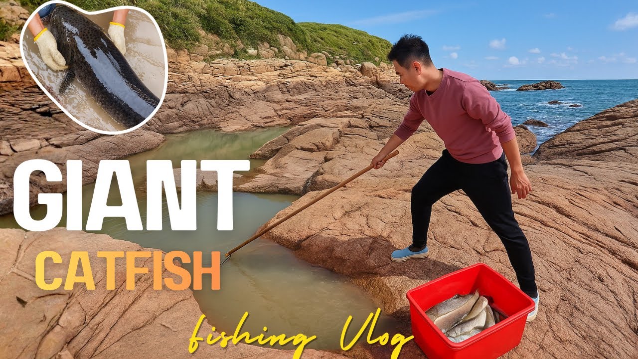 Unbelievable Catch! 🐟 | Drained a Tidal Pool and Found a Giant Catfish!