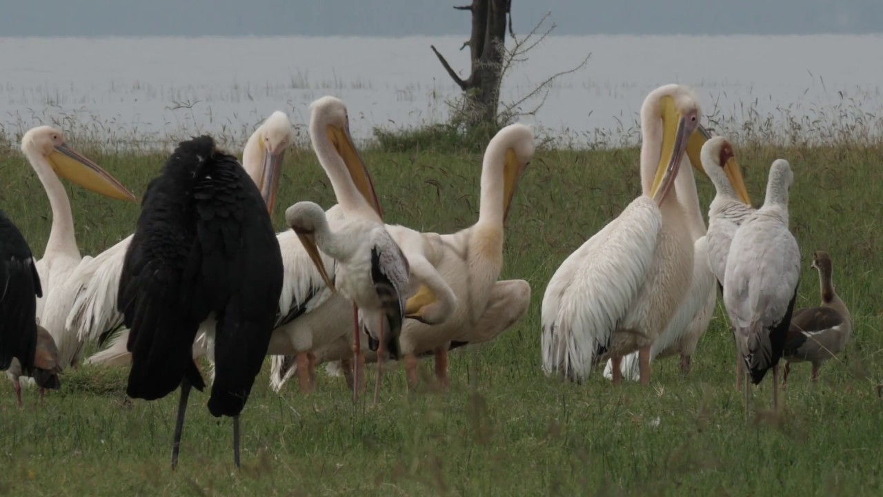 Nakuru Nationalpark