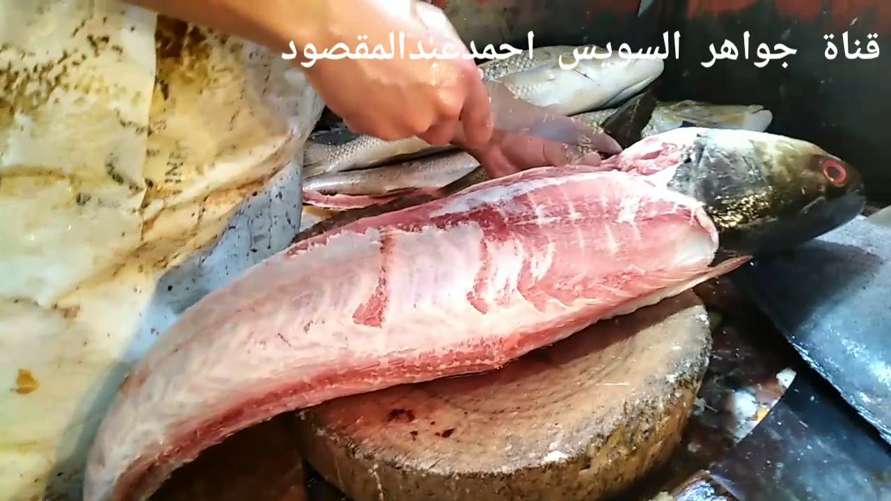 أعداد وتنظيف سمكة فتله ٧ كيلو بالسويس