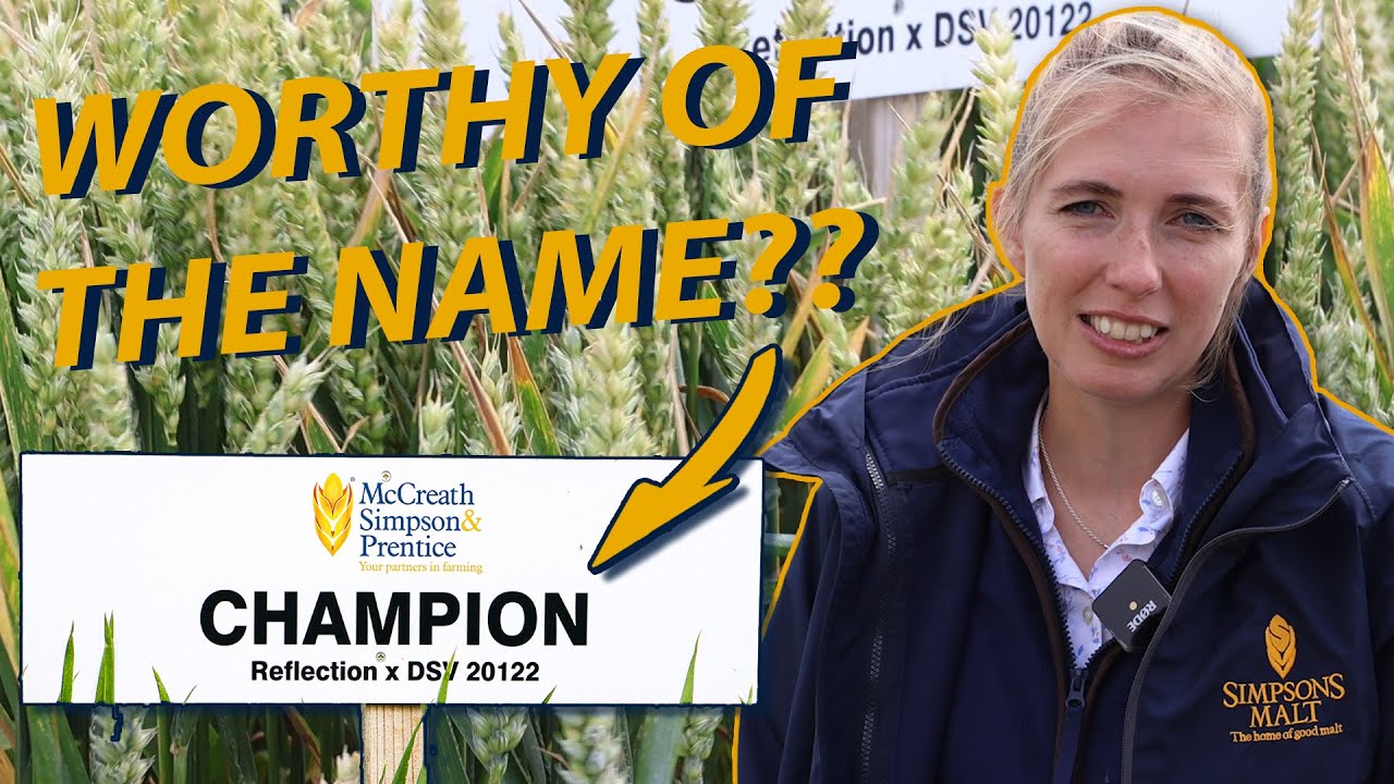 Champion Winter Wheat Variety 2023: The HIGHEST Yielding Variety In The UK!
