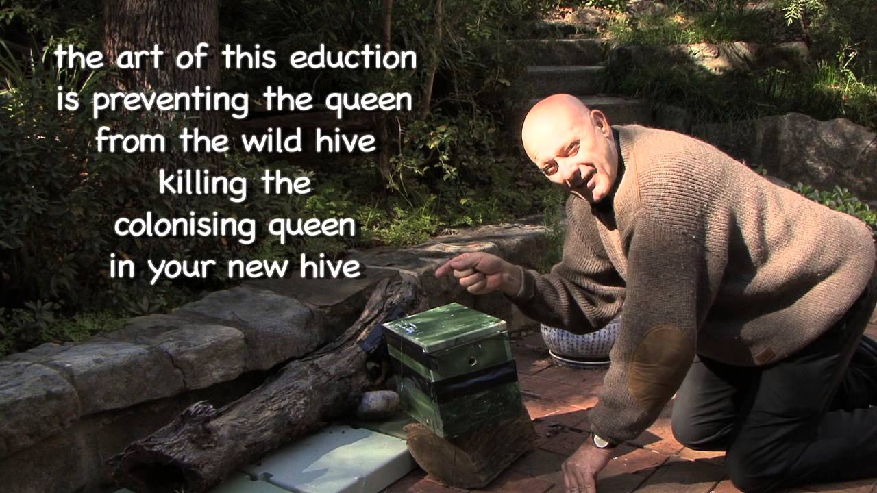 Wild Bees move into a man-made Hive - Eduction 4