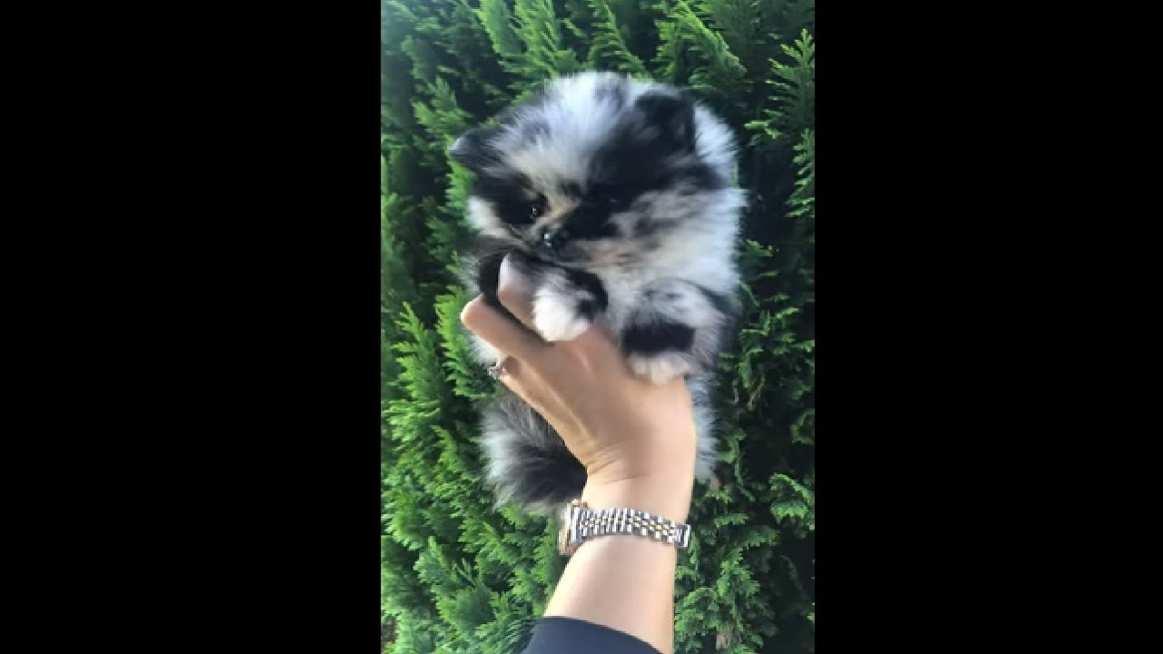Beautiful Blue Merle Pomeranian Puppy