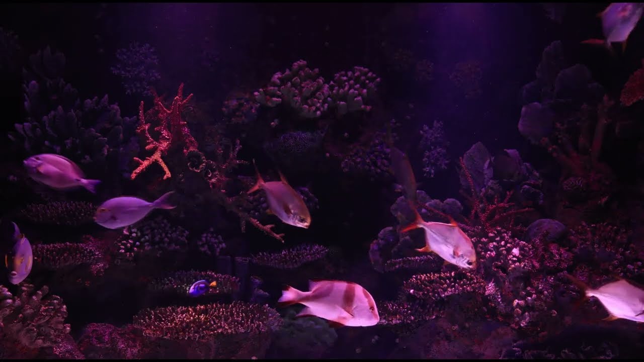 Calm Aquarium Relaxing Music