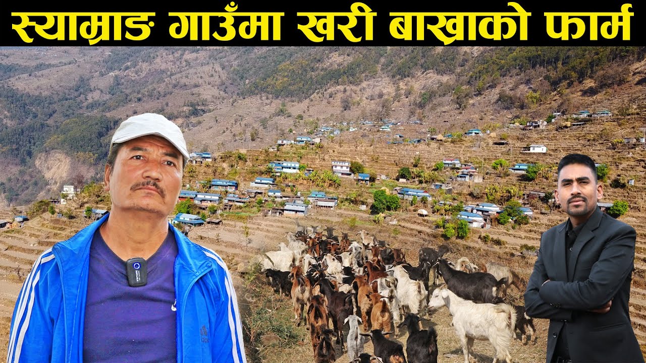 खरी बाख्रा पालेर जीवन चलाइरहेका खत्री - Khari Bakhra Palan