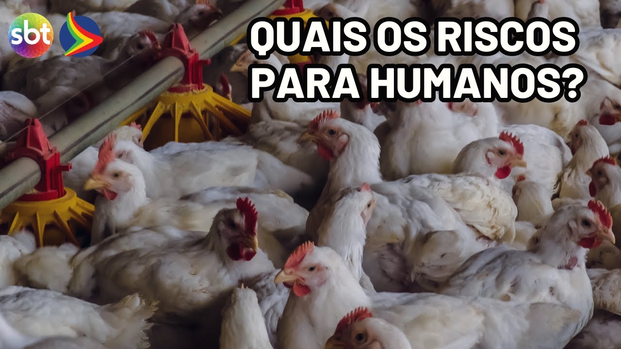 GRIPE AVIÁRIA: frango e ovos podem transmitir vírus? veja o que diz o governo