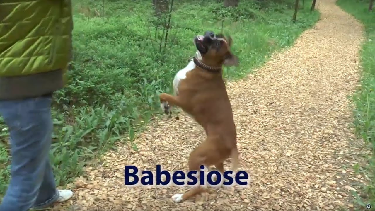 Babesiose - Ratgeber »Dein Hund - glücklich & gesund«