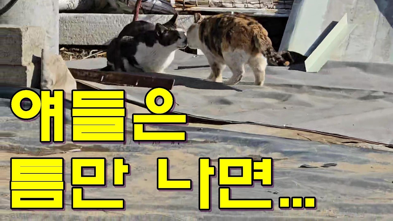 얘들은 틈만 나면...