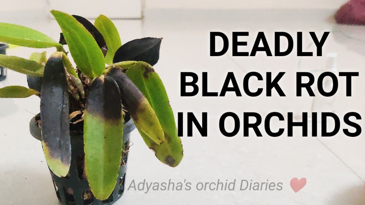 BLACK ROT IN ORCHIDS (FUNGAL ROT IN CATTLEYAS) #monsoonproblems