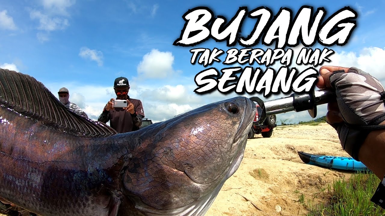 Toman Bujang Pinang Tunggal | Kayak Fishing