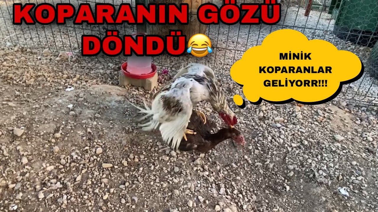 HİNT HOROZUMUZ KOPARANA 3TANE YENİ EŞ GETİRDİK!!!  TAVUKLAR “A” KALİTE!!!