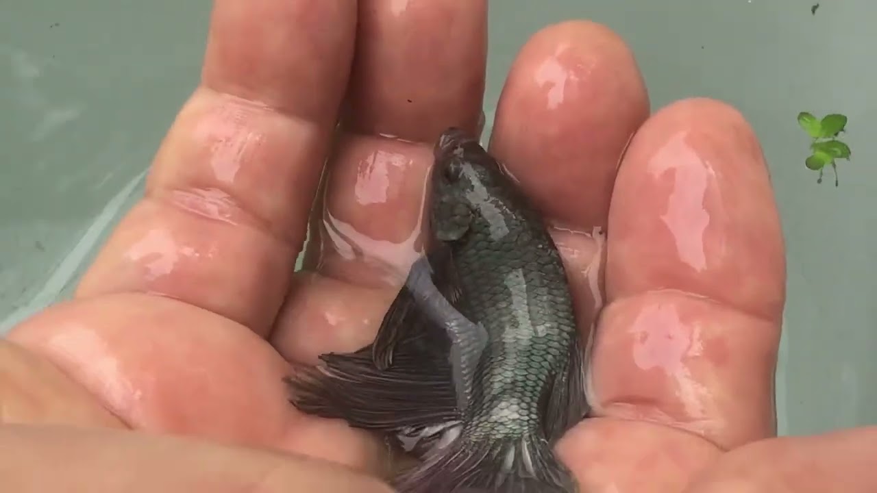 Visita no melhor criador de BETTA gigante do Brasil !!!🤩🤩🤩