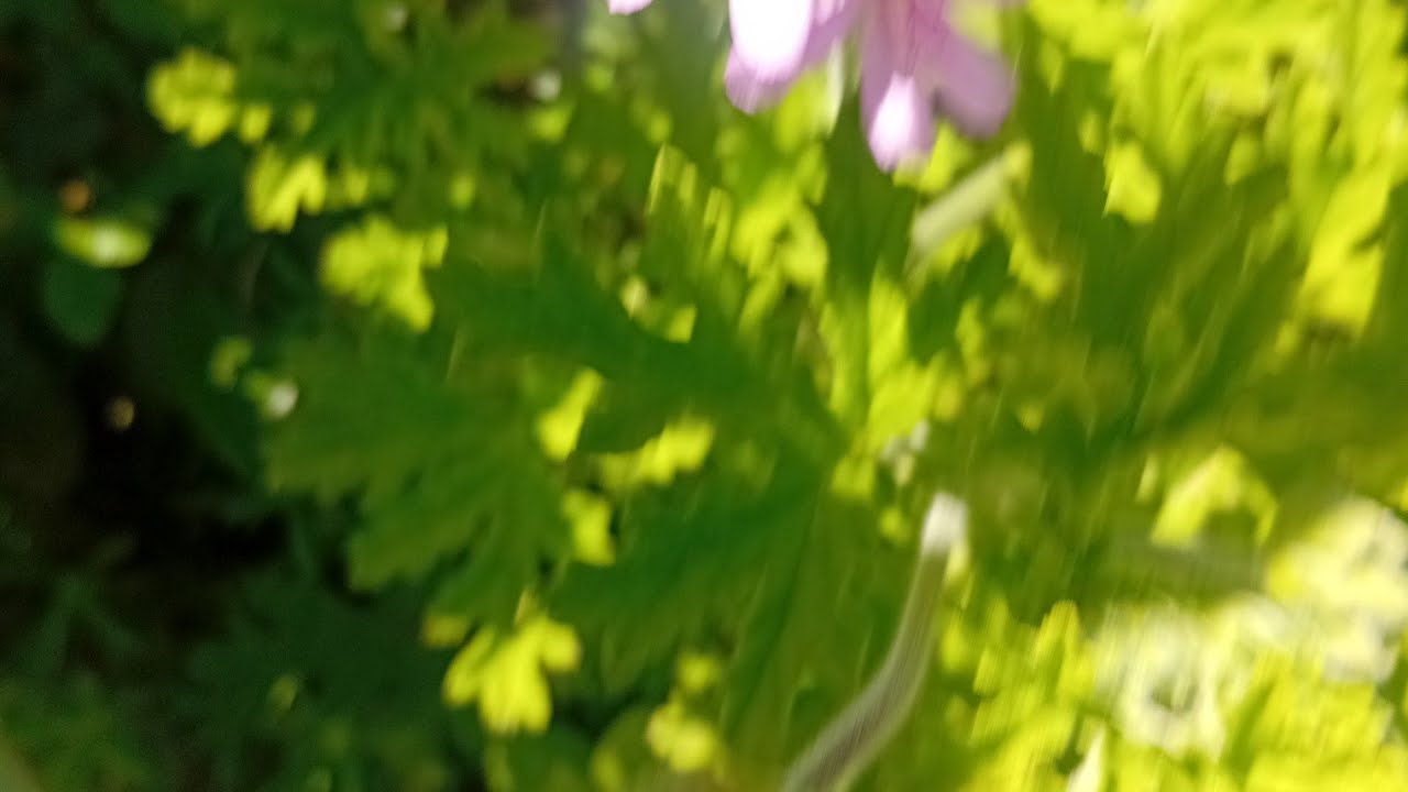 بدأت قناة 