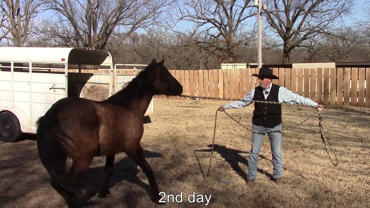 Wild Mustang Gentling - Teaching Ringo to Load in a Trailer