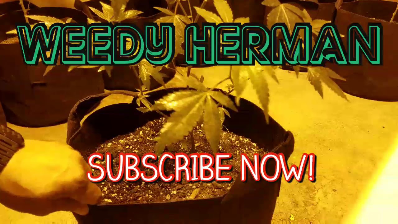 The Word's Best Spider Mite Treatment for Marijuana - Household Product 100% GUARANTEED TO WORK!