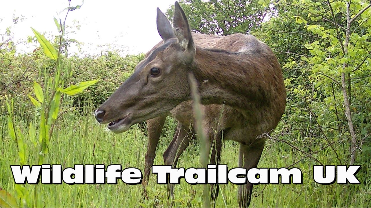 Red deer spends some time by the pond! Trail camera Thursday
