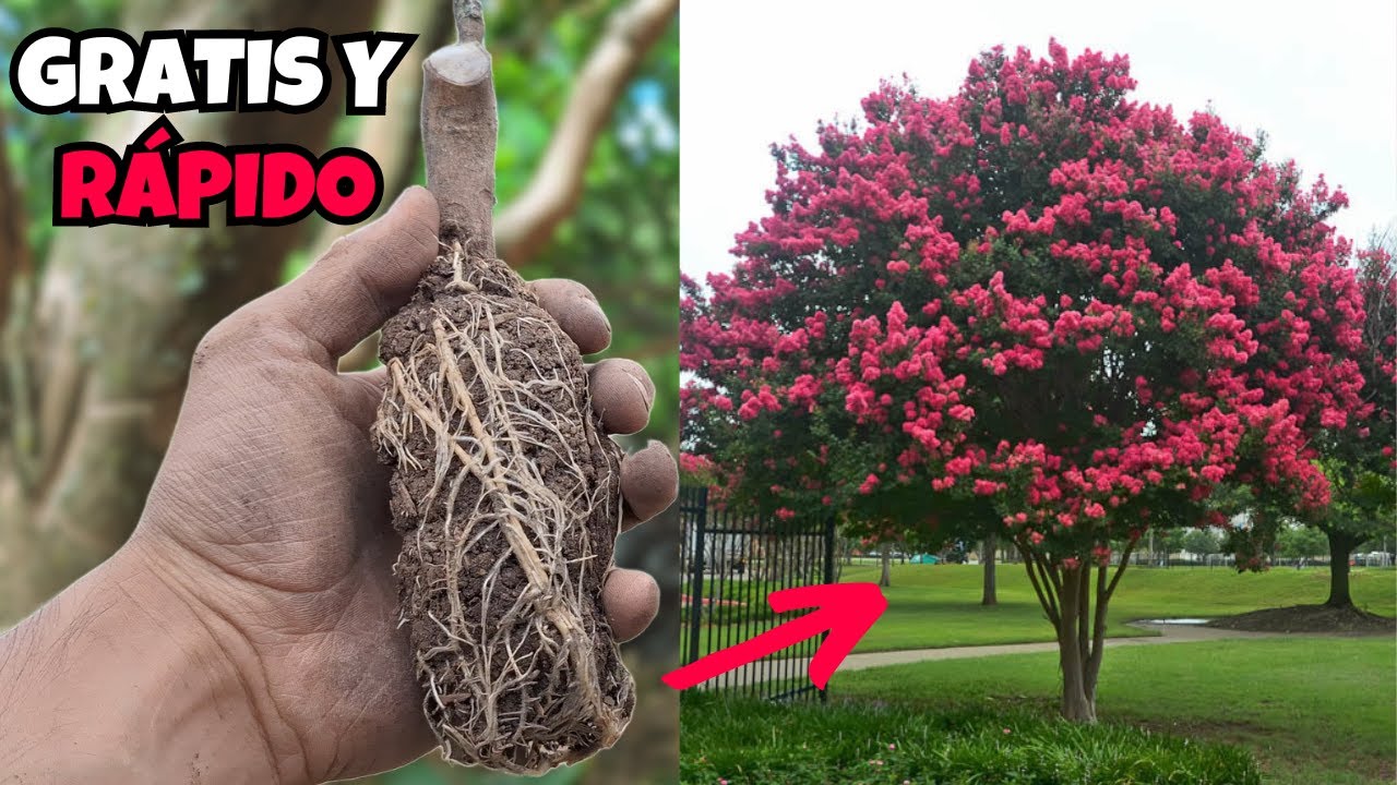 🌺Cómo Reproducir El Árbol De Júpiter🪐CRESPON [Por Acodo Aéreo]
