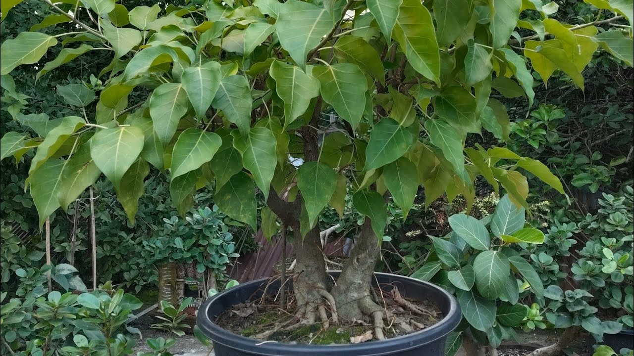 বহু পুরোনো একটি বনসাইয়ের কাটাই ছাঁটাই করলাম