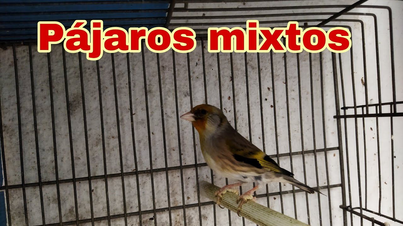Cruce de canario con jilguero conseguimos pájaros mixtos,muy bonitos